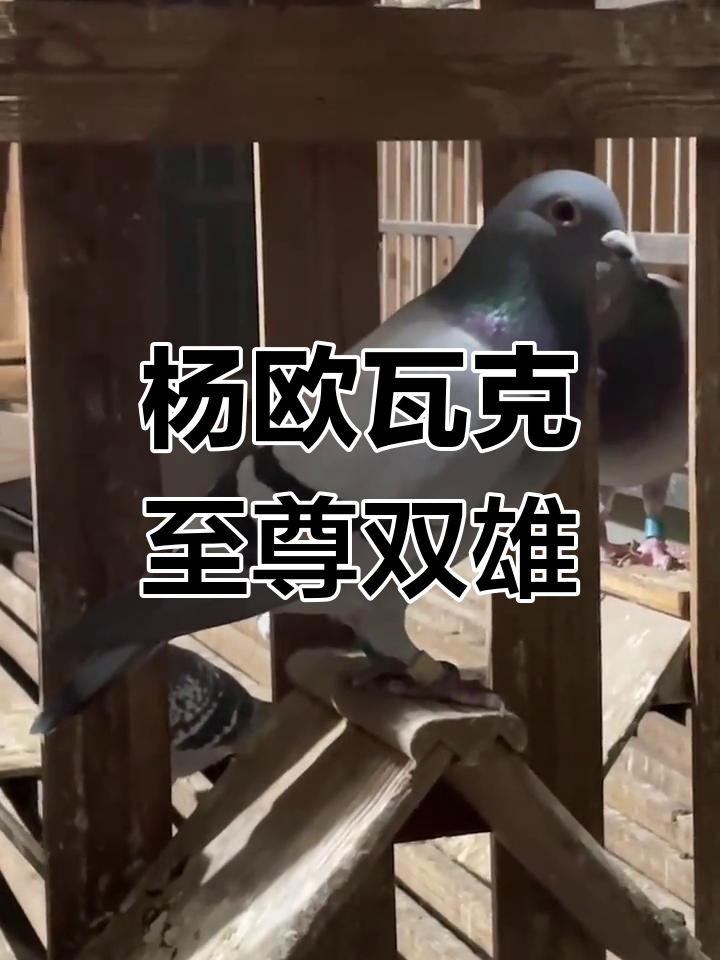 开云体育中国官网-包含欧预赛关键对决，谁能一雪前耻？的词条